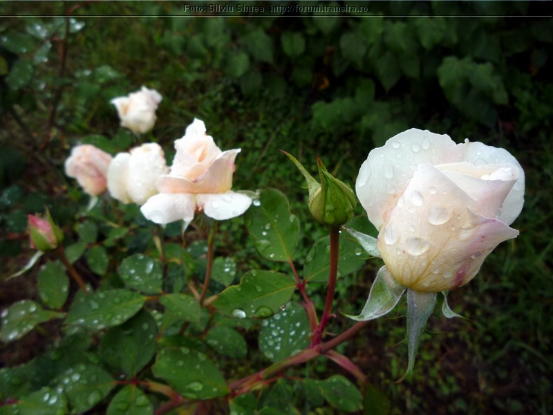 trandafiri 03.10.13 (3).jpg